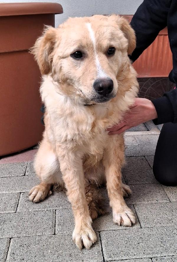 Giulio Tenero Cucciolo